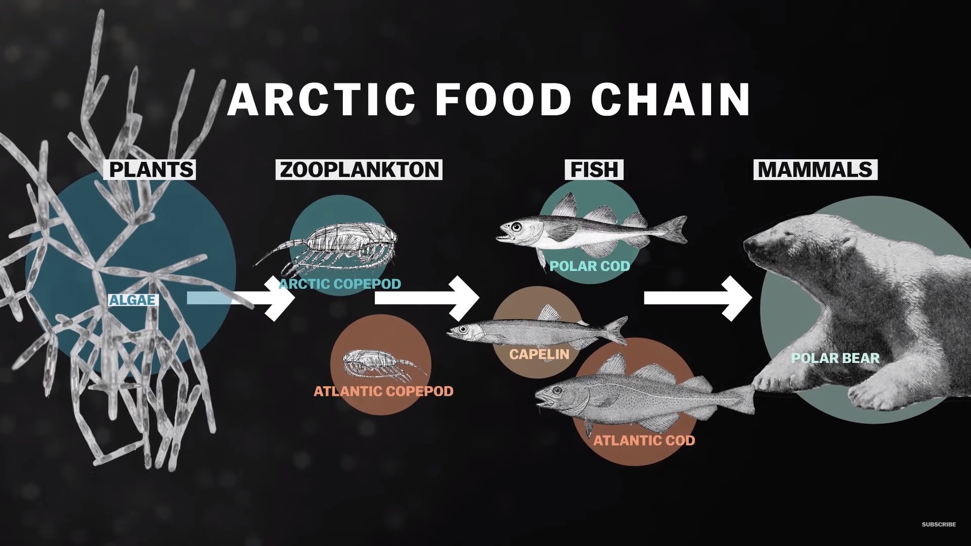 week education climate change arctic lesson plan Biology Diagrams