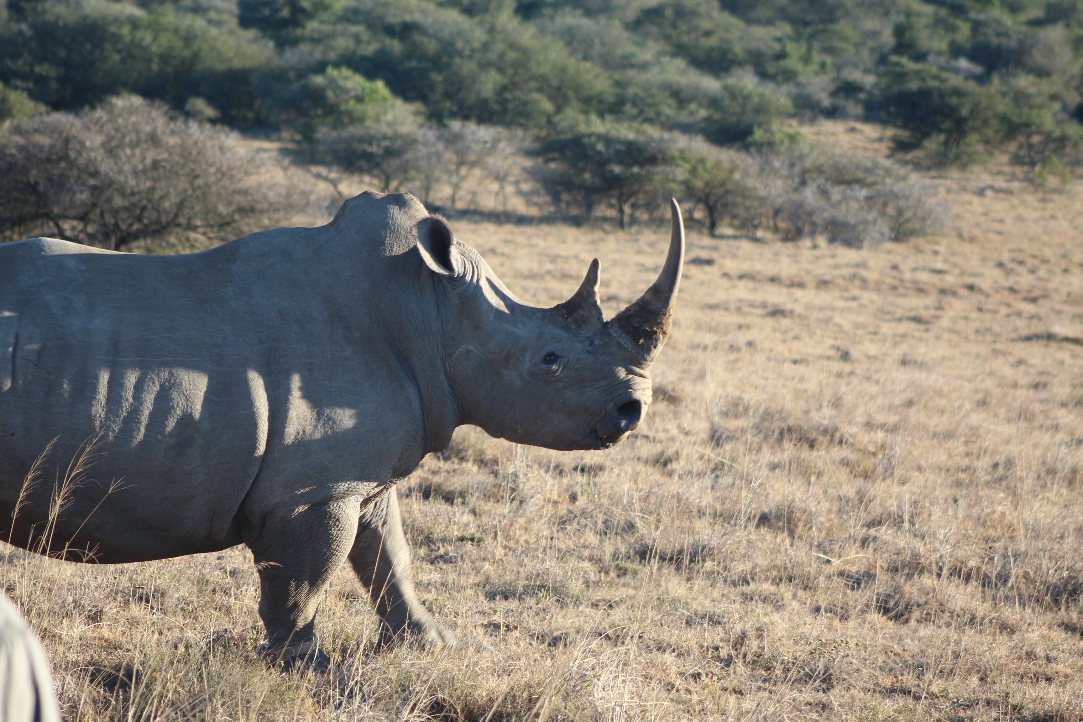 Is Wildlife Poaching the End of Conservation? Pulitzer Center