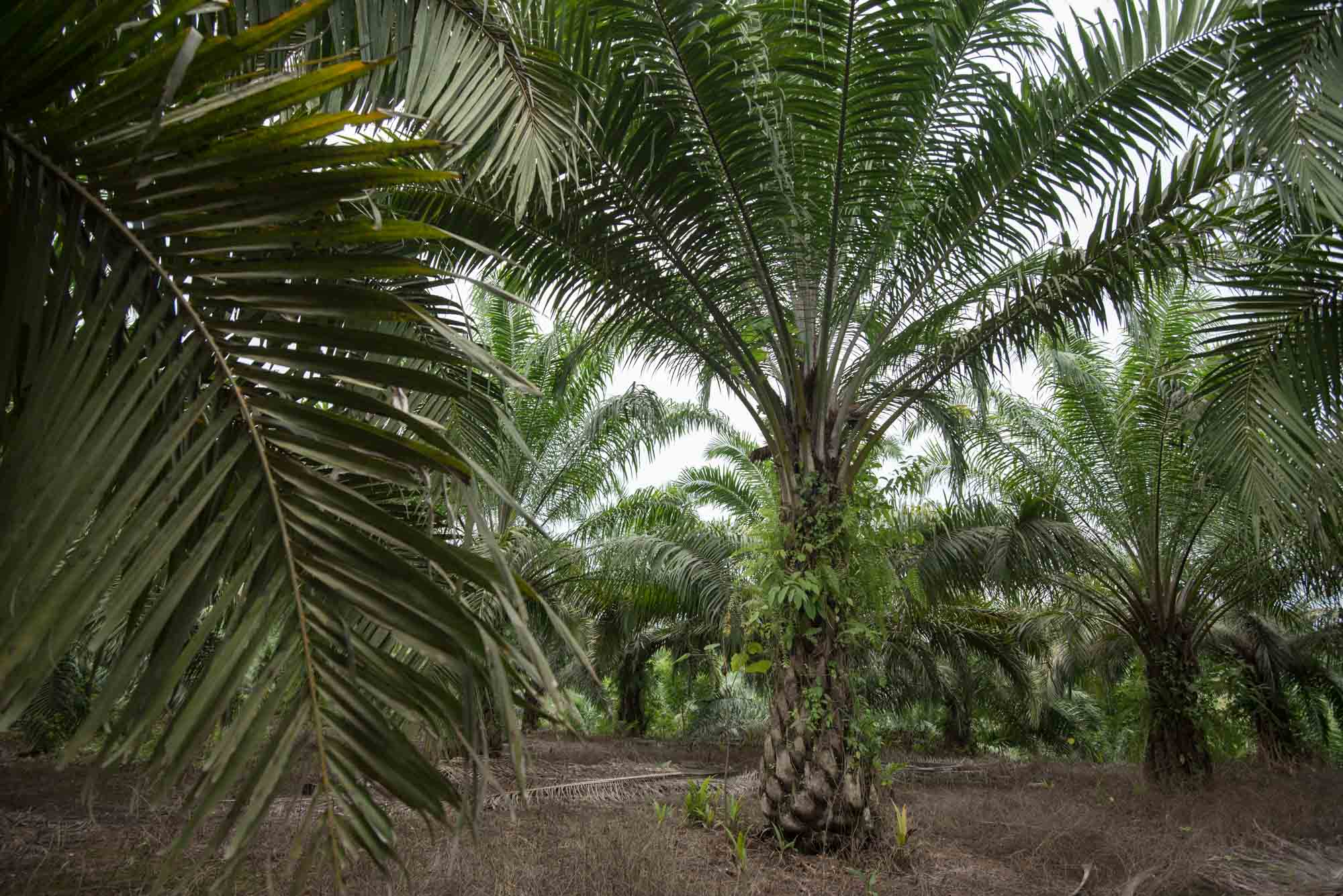 Borneo's Vanishing Forests: African Oil Palms | Pulitzer Center