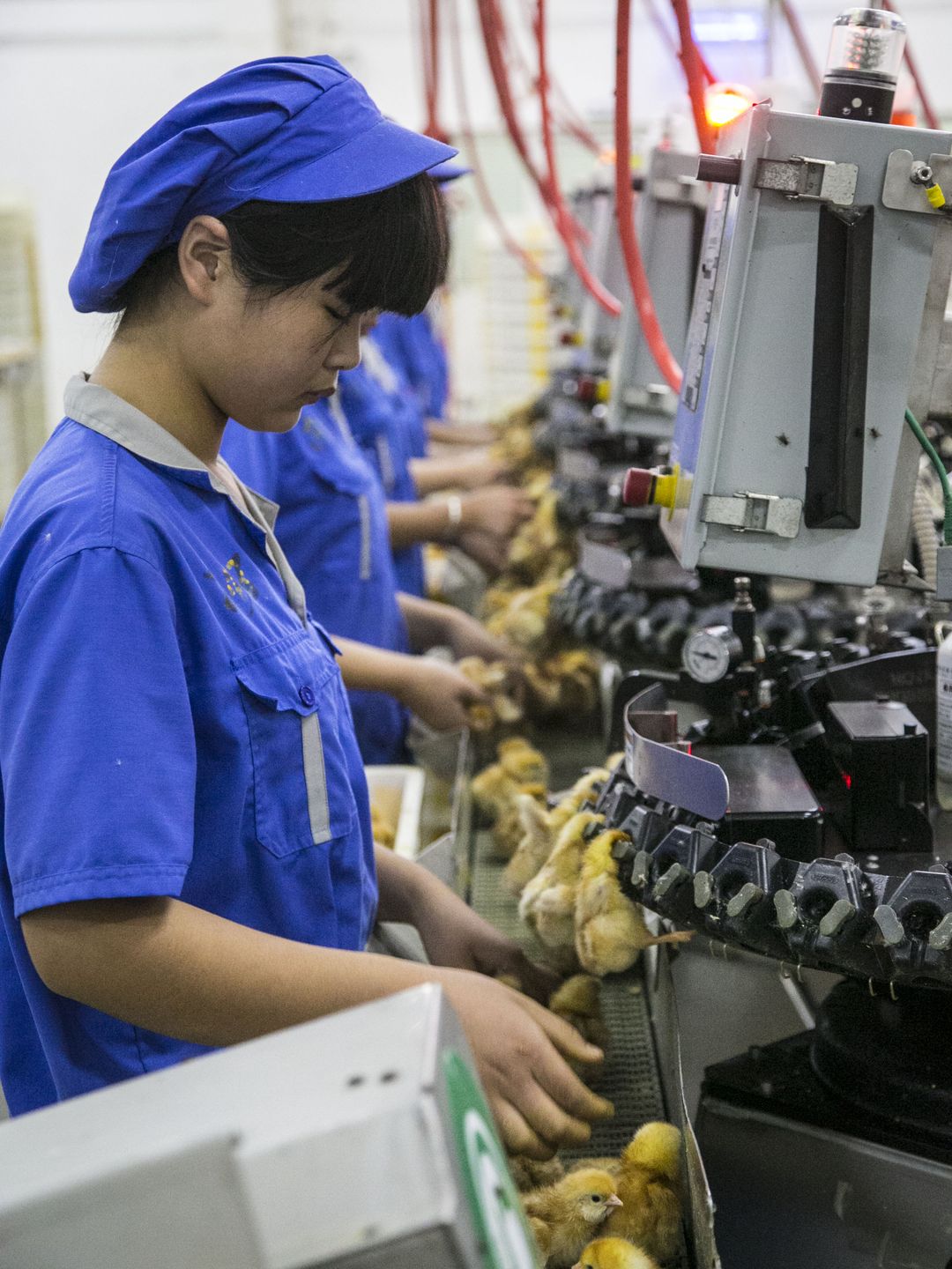 Iowa Firm Helps Hatch Egg Industry Expansion Pulitzer Center