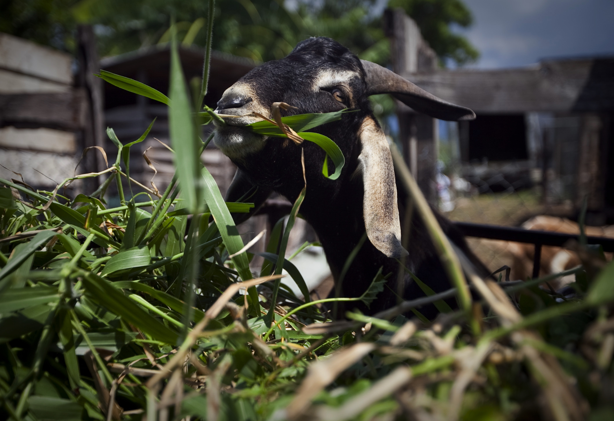 Jamaica Building a Goat Farming Industry Pulitzer Center