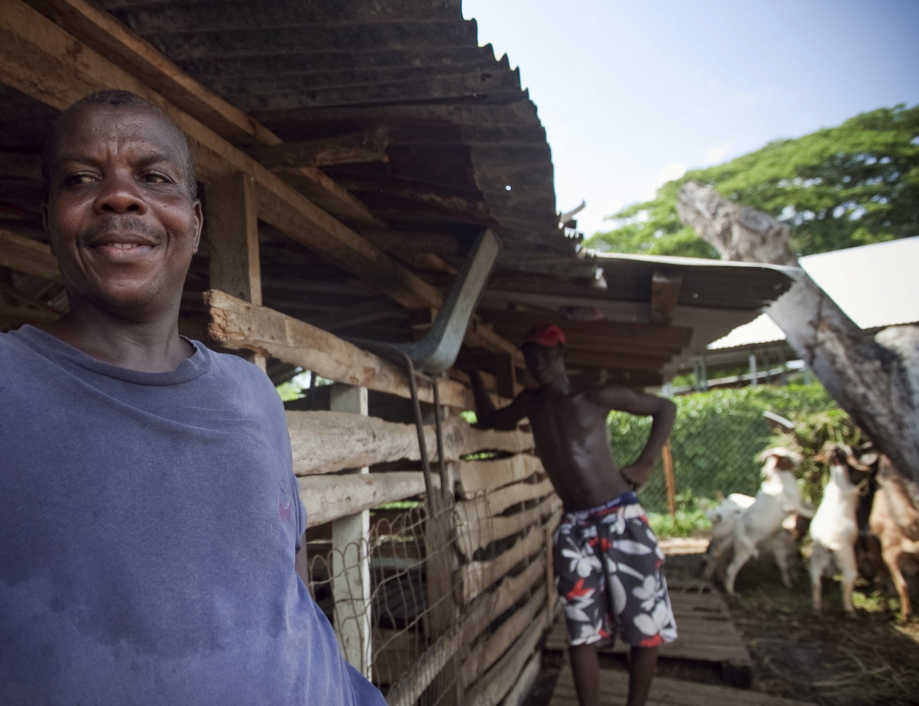 Jamaica Building a Goat Farming Industry Pulitzer Center