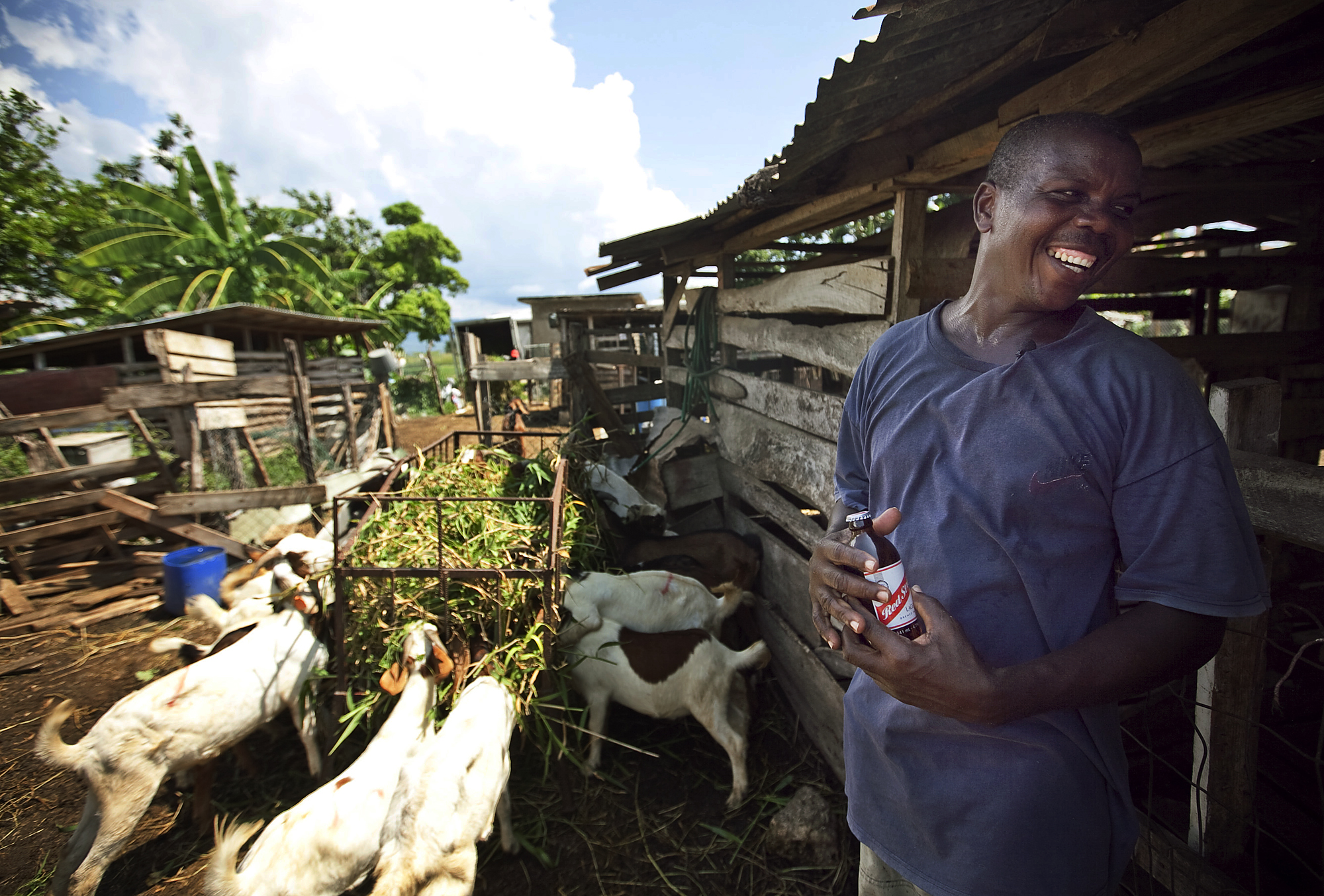 Jamaica Building a Goat Farming Industry Pulitzer Center