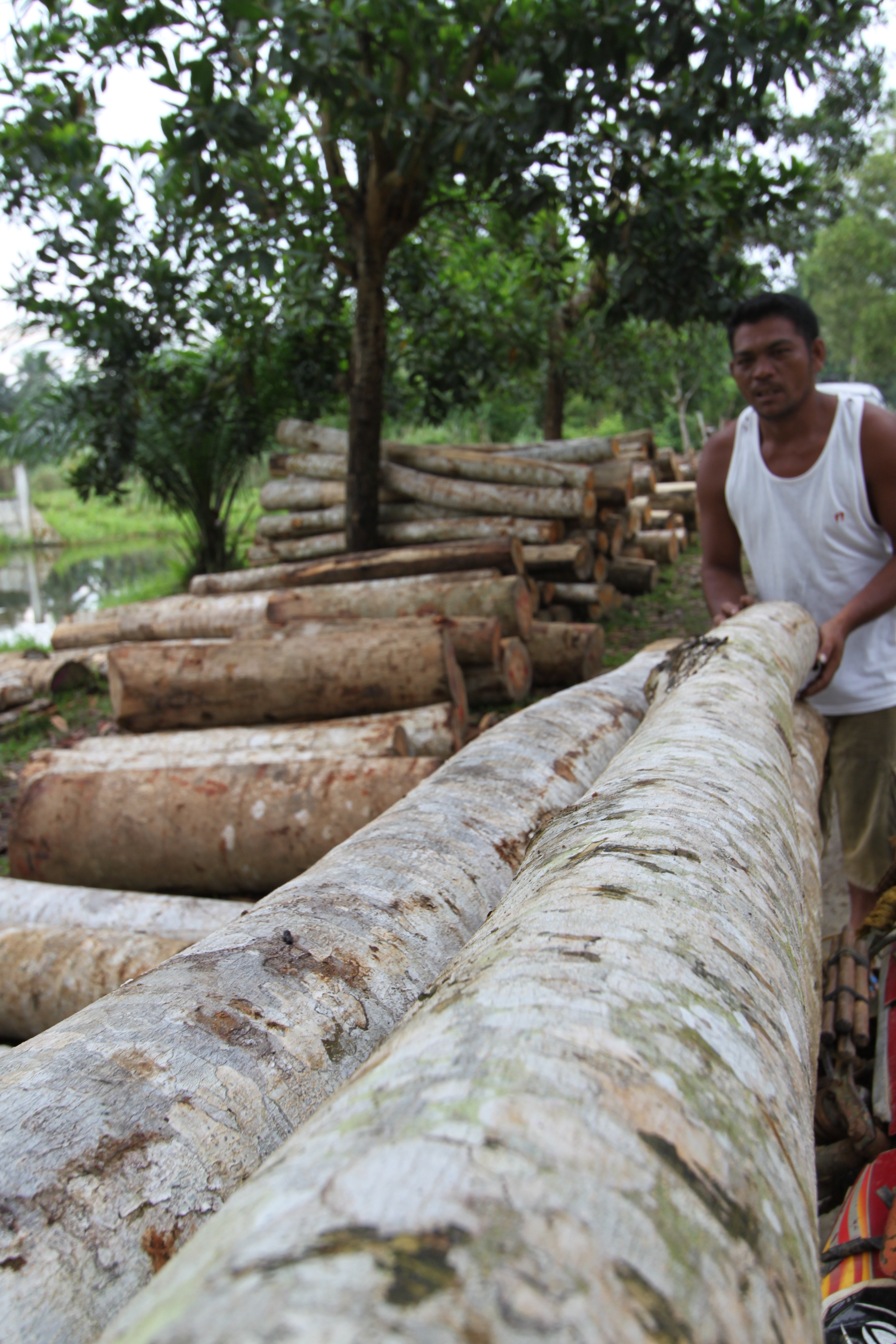 Philippines Timber Hauling for a Living Pulitzer Center