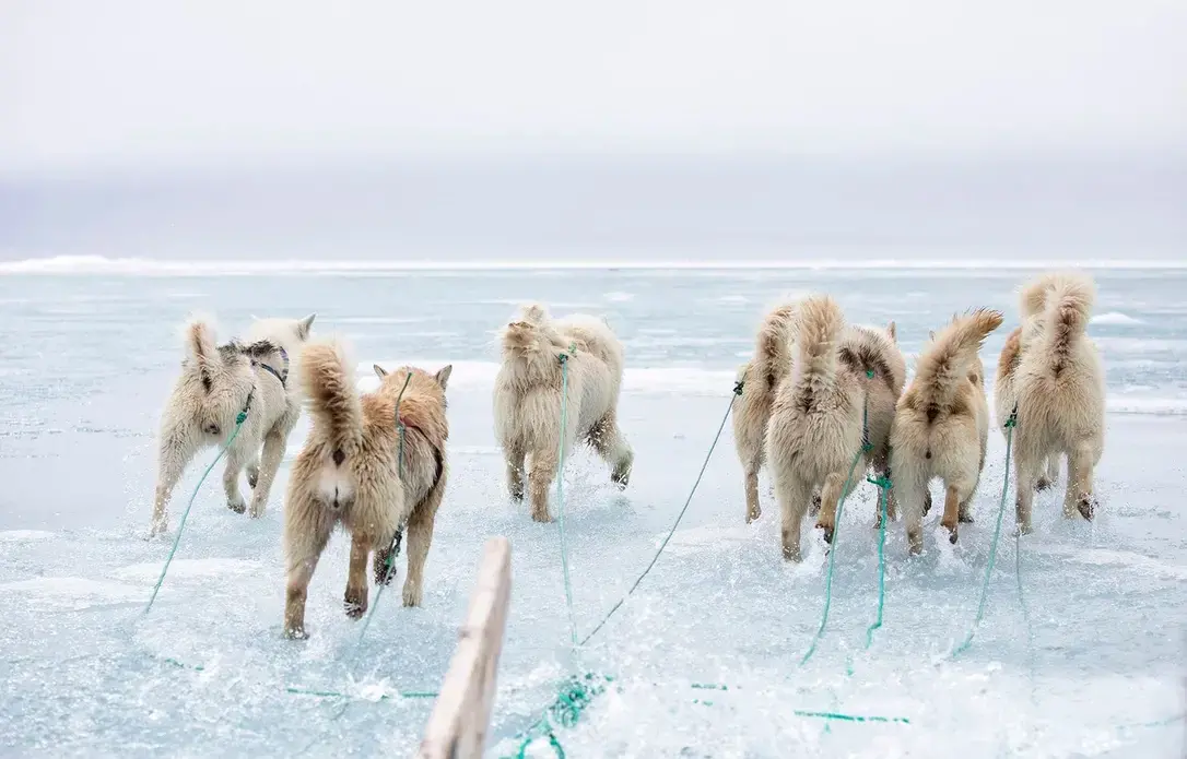 A team of dogs on the sea ice, which melts earlier and freezes later each year. Greenland, 2019. Image by Anna Filipova.