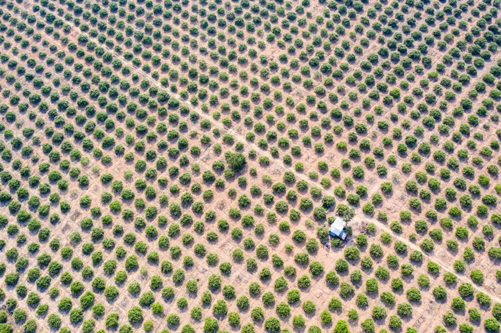 A cashew nut plantation in the Beng Per Wildlife Sanctuary. Most of the sanctuary’s land has been sold by the government for agricultural concessions. Image by Sean Gallagher. Cambodia, 2020.<br />
