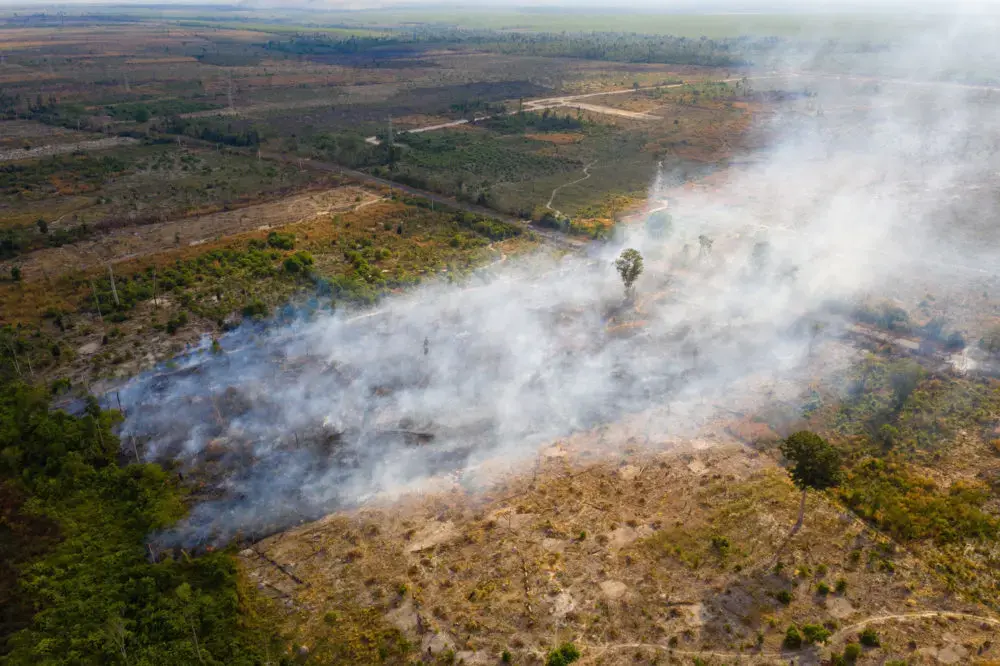 A burning field in the Beng Per Wildlife Sanctuary, in northern Cambodia. Beng Per is a sanctuary in name only as most of the land has been sold by the government for agricultural concessions and rubber plantations. Image by Sean Gallagher. Cambodia, 2020.<br />
