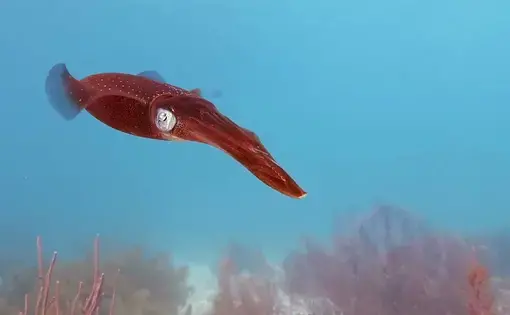A red squid swims through turquoise blue water