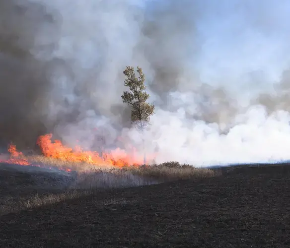 Fire burns through grasses, most of which will grow back quickly. But without regular fire, trees and shrubs can overtake the landscape. Image by Kyler Zeleny / For Harvest Public Media. United States, 2020.