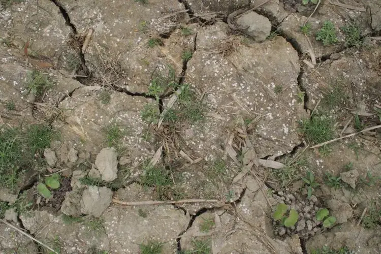 After the monsoon recedes in September and the soil begins to dry, the salt in the land—from groundwater or ingress—begins to rise to the top soil, visible in the small white patches seen here. Soil salinity rises through the winter and peaks around May, making a winter crop difficult to cultivate in parts of the coastal Sundarbans. Image by Vaishnavi Chandrashekhar. India, undated.<br />

