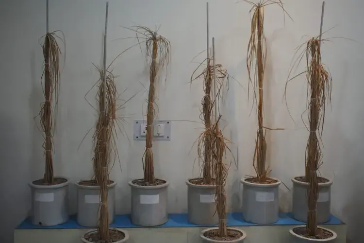 Different rice varieties displayed at the CSSRI field station in Canning in the Sundarbans. Government scientists have developed and tested these varieties for a variety of environmental conditions. Canning 7 (third from right, top row) can tolerate higher salinity levels while Amal Mana (top row, second from right) and Swarna Sub 1 (middle of bottom row) can tolerate many days of flooding. Image by Vaishnavi Chandrashekhar. India, undated.