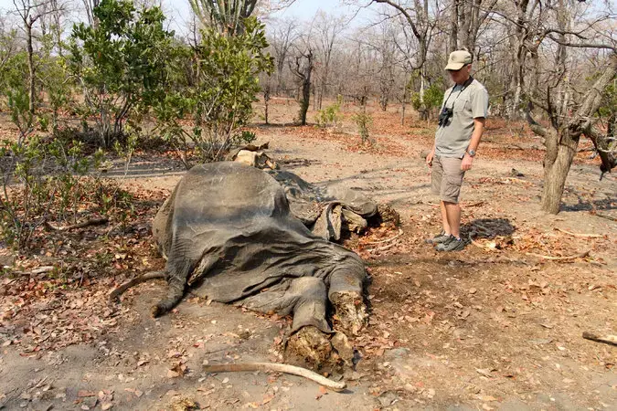 Otto Werdmuller Von Elgg next to the remains of an elephant bull killed by poachers at Liwonde National Park. Image by Rachel Nuwer. Malawi, 2016.
