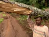 Loss of trees, loss of livelihood - Rwanda