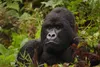 Parc National des Volcans - Rwanda, Kinigi