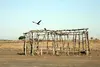 Tent frame in Abyei, Sudan, with a bird of prey, called a kite, launching from it.