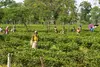 Women pluck leaves in a tea estate in Dibrugarh in upper Assam. A UNICEF report found that almost 96 percent of pregnant women in tea communities in Dibrugarh are anemic. Photo by Hanna Ingber Win.