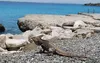 A Cuban rock iguana at Phillip’s Dive Park, near the mouth of Guantánamo Bay.