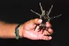 Toledo Zoo herpetologist Peter Tolson with a catch from a night survey.