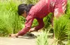 Sanani Balami works in the fields near her home.