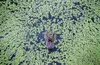 CHINA. A Chinese Alligator (Alligator sinensis) in the Anhui Research Center of Chinese Alligator Reproduction. 2010