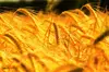 Golden Wheat by Dudua on Flickr (CC-BY-NC-SA)
