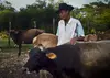 Jamaica milk producers, 2011.
