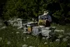 Remus Cenusa is a beekeeper near the Rosia Montan gold mines