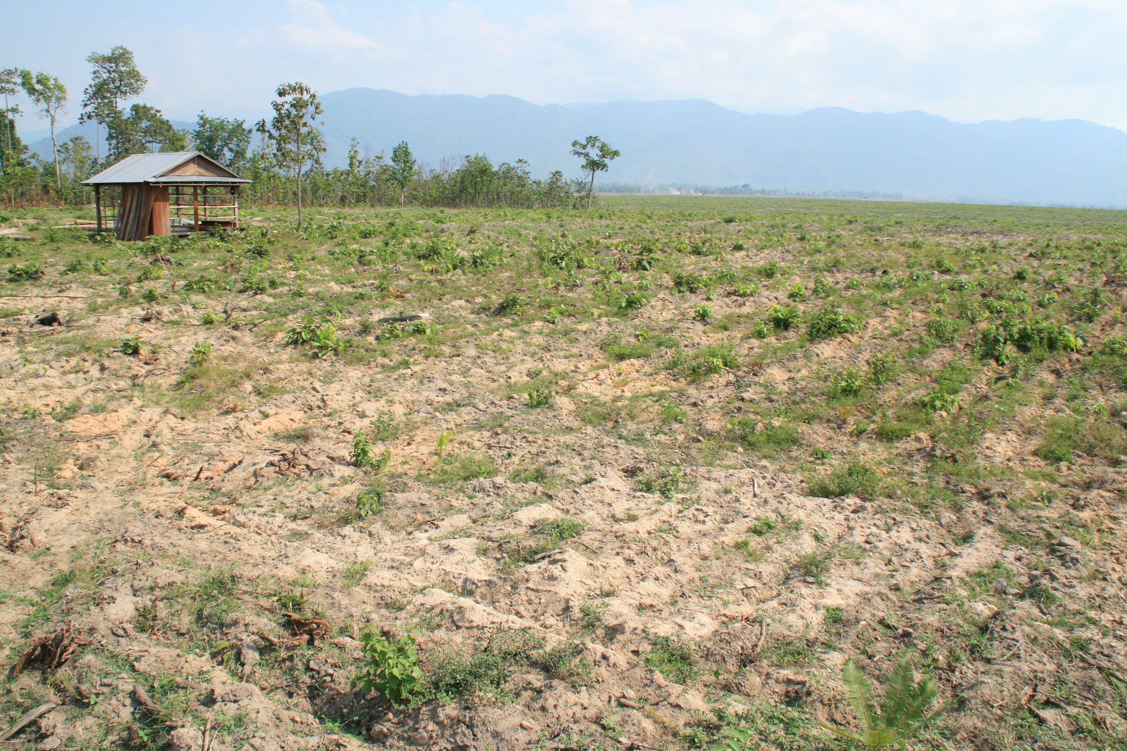 In the Aoral Wildlife Sanctuary, private companies such as HLH Agriculture are granted land concessions of up to 10,000 hectares for plantations. Image by Keyla Beebe. Cambodia, 2012. Media file: -4.jpg