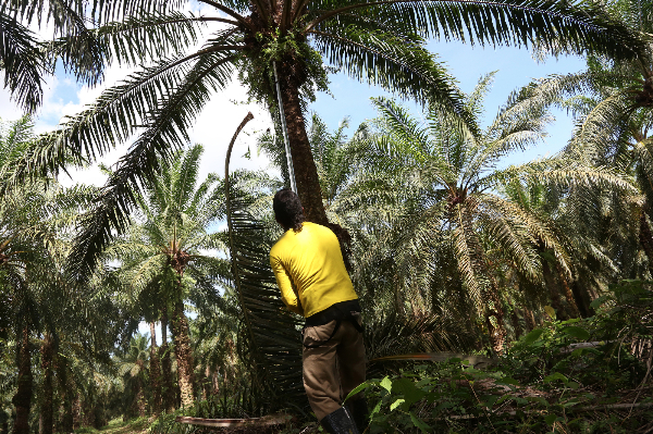 The dark roots of Colombia's palm oil growth. Image from video by Gabe Silverman for the Washington Post. Media file: a875ca25-70df-4e10-abe8-72d47b9caee4.jpg