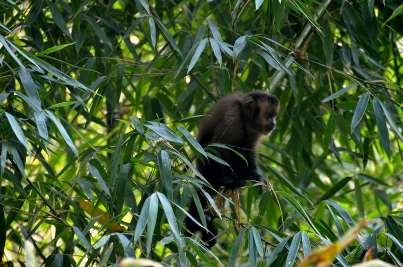Tropical forests, like this one in Manu National Park in southern Peru, harbor most of the world’s biodiversity and provide an array of vital ecological services. Image by Justin Catanoso. Peru, 2013. Media file: dsc_0538.jpg