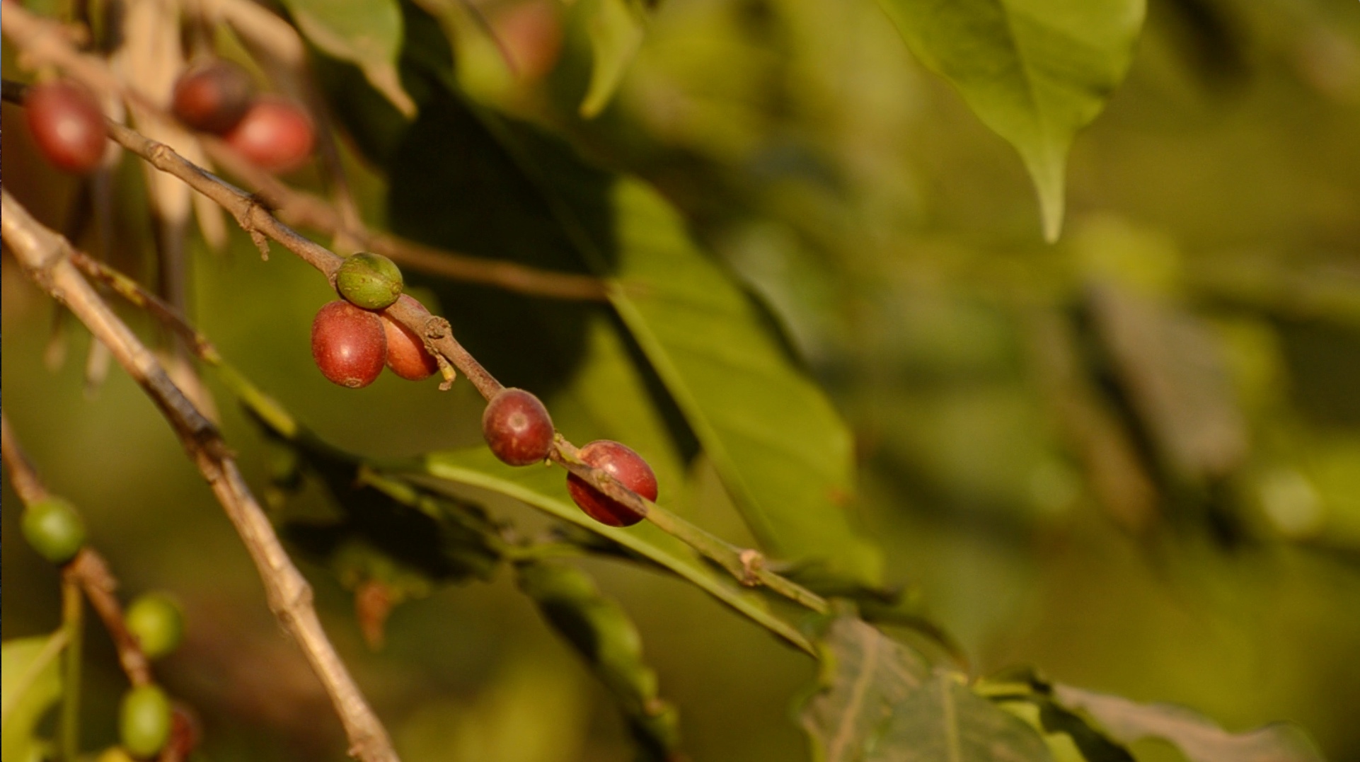 Cherries, the fruit of the coffee tree, generally contain two coffee beans—actually two seeds, each with one flat side—inside. Tanzania is famous for its peaberry coffee, produced by a rare mutation that creates only a single seed with no flat part. Image by Dan Grossman. Tanzania, 2016. Cherries, the fruit of the coffee tree, generally contain two coffee beans--actually two seeds, each with one flat side--inside. Tanzania is famous for its peaberry coffee, produced by a rare mutation that creates only a single seed with no flat part. Image by Dan Grossman. Tanzania, 2016.