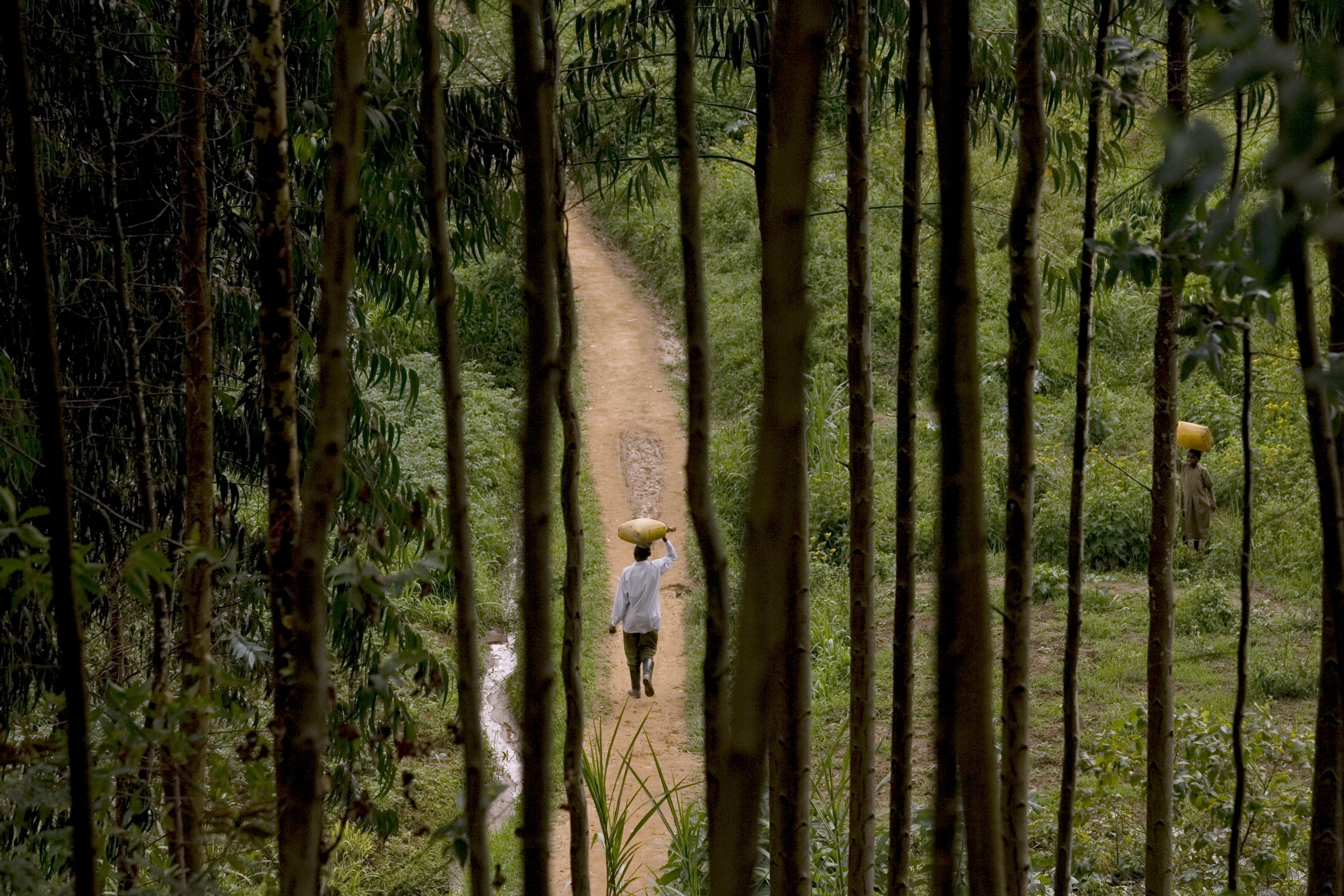 A villager is seen through eucalyptus trees in the Congo Basin region. Shutterstock/Giulio Napolitano. Media file: shutterstock_242478850-min.jpg