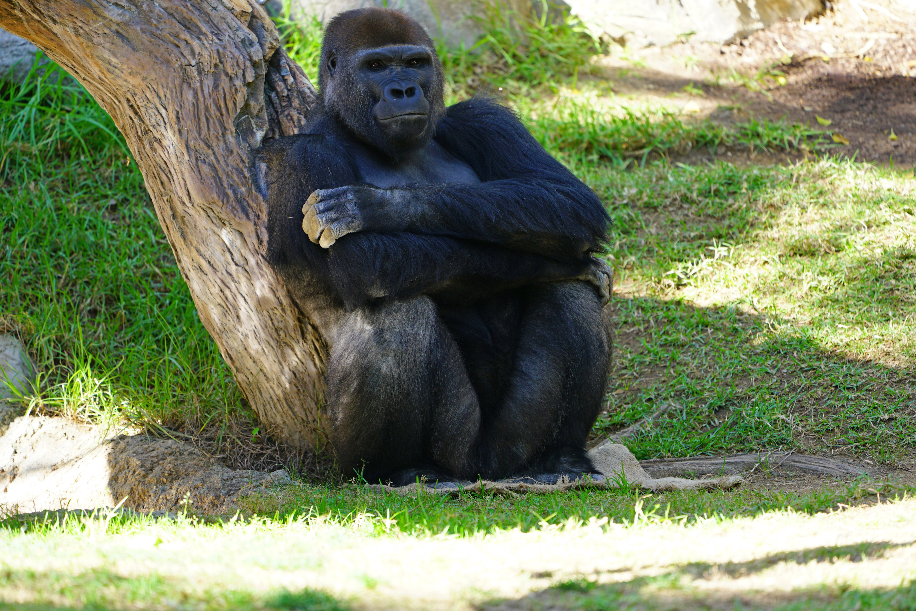 View of a Western gorilla at the San Diego Zoo Safari Park in San Diego, California. Image by EQRoy/Shutterstock. United States, 2020. View of a Western gorilla at the San Diego Zoo Safari Park in San Diego, California. Image by EQRoy/Shutterstock. United States, 2020.