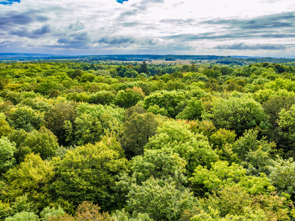 Primeval Beech Forests of Hainich National Park, Germany. Image by Takashi Images / Shutterstock. Germany, undated.