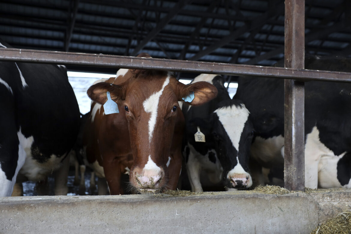 Cows are seen at Darian Acres dairy farm in Rio, Wis., on Dec. 18, 2020. Image by Coburn Dukehart / Wisconsin Watch. United States, 2020. Cows are seen at Darian Acres dairy farm in Rio, Wis., on Dec. 18, 2020. Image by Coburn Dukehart / Wisconsin Watch. United States, 2020.