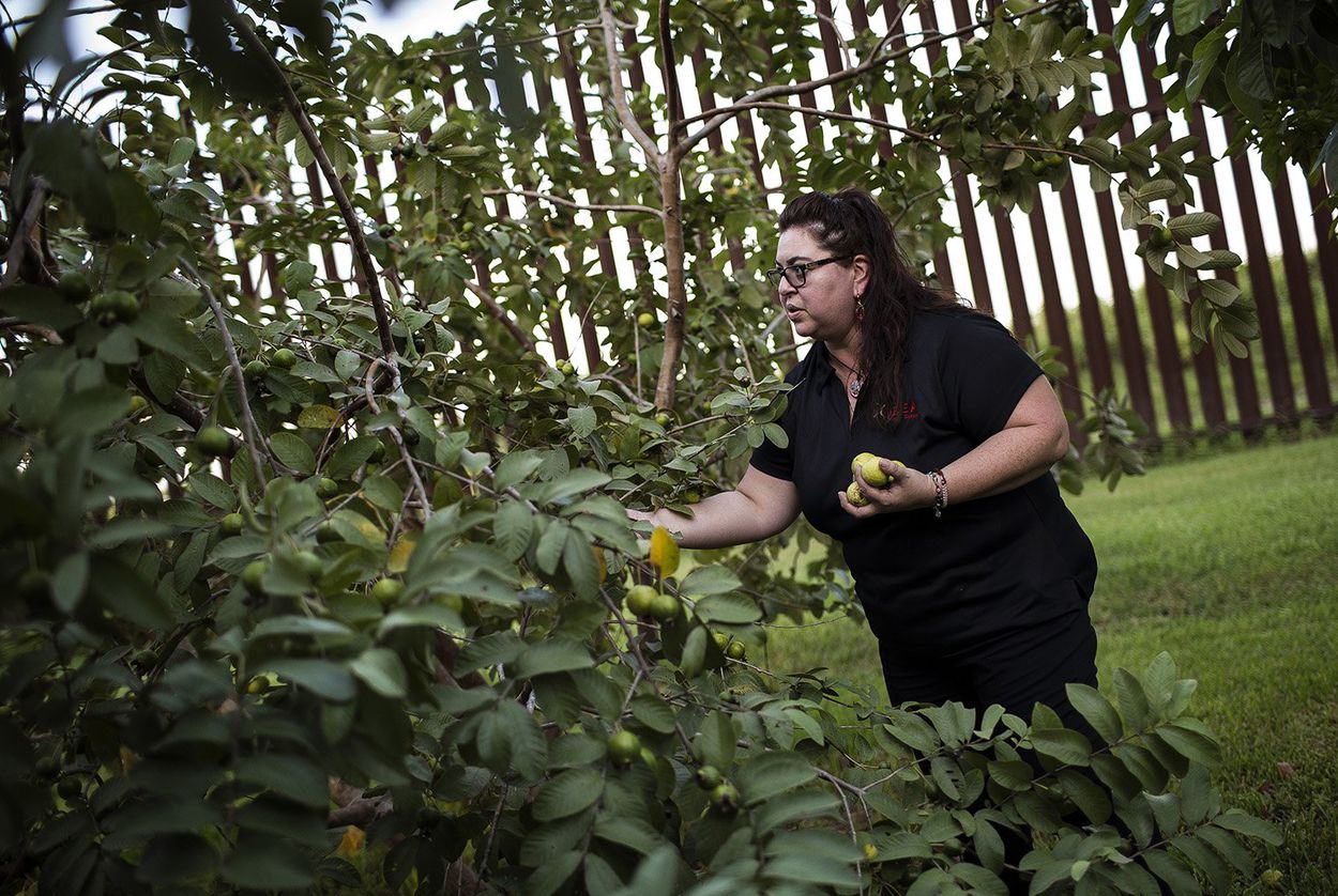Melissa Solis picks guavas behind her family home on Oklahoma Avenue in Brownsville in August 2017. The federal government built the border fence about 40 feet from her family's home, but because it's not on their property they didn't receive compensation. Image by Martin do Nascimento. United States, 2017. Melissa Solis picks guavas behind her family home on Oklahoma Avenue in Brownsville in August 2017. The federal government built the border fence about 40 feet from her family's home, but because it's not on their property they didn't receive compensation. Image by Martin do Nascimento. United States, 2017.