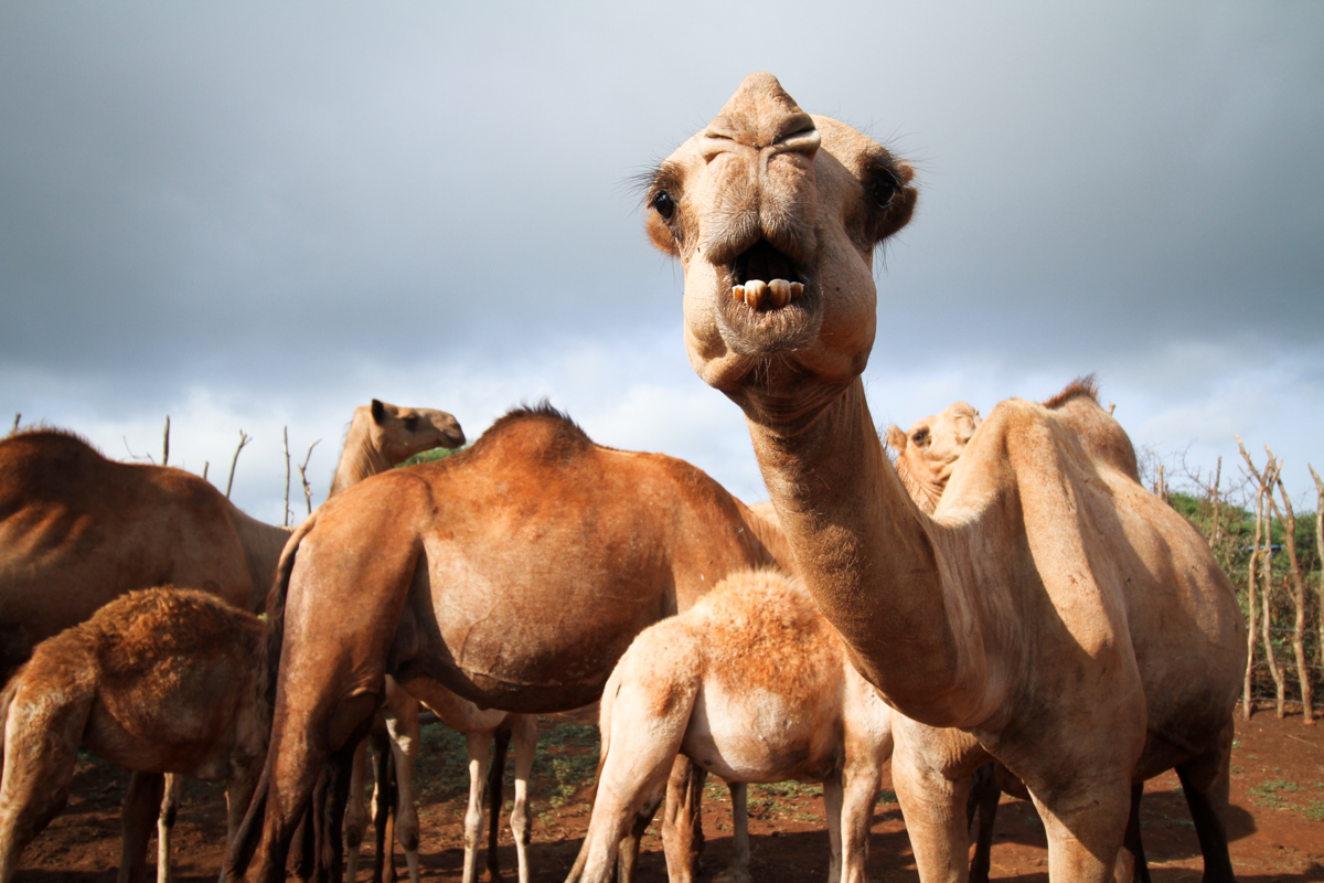 Camels in Marsabit, Kenya, where scientists believe the next pandemic could begin. Image by Jacob Kushner. Kenya, undated. Camels in Marsabit, Kenya, where scientists believe the next pandemic could begin. Image by Jacob Kushner. Kenya, undated.