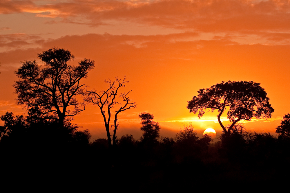 Kruger National Park. Image by Shutterstock. South Africa, undated. Kruger National Park. Image by Shutterstock. South Africa, undated.