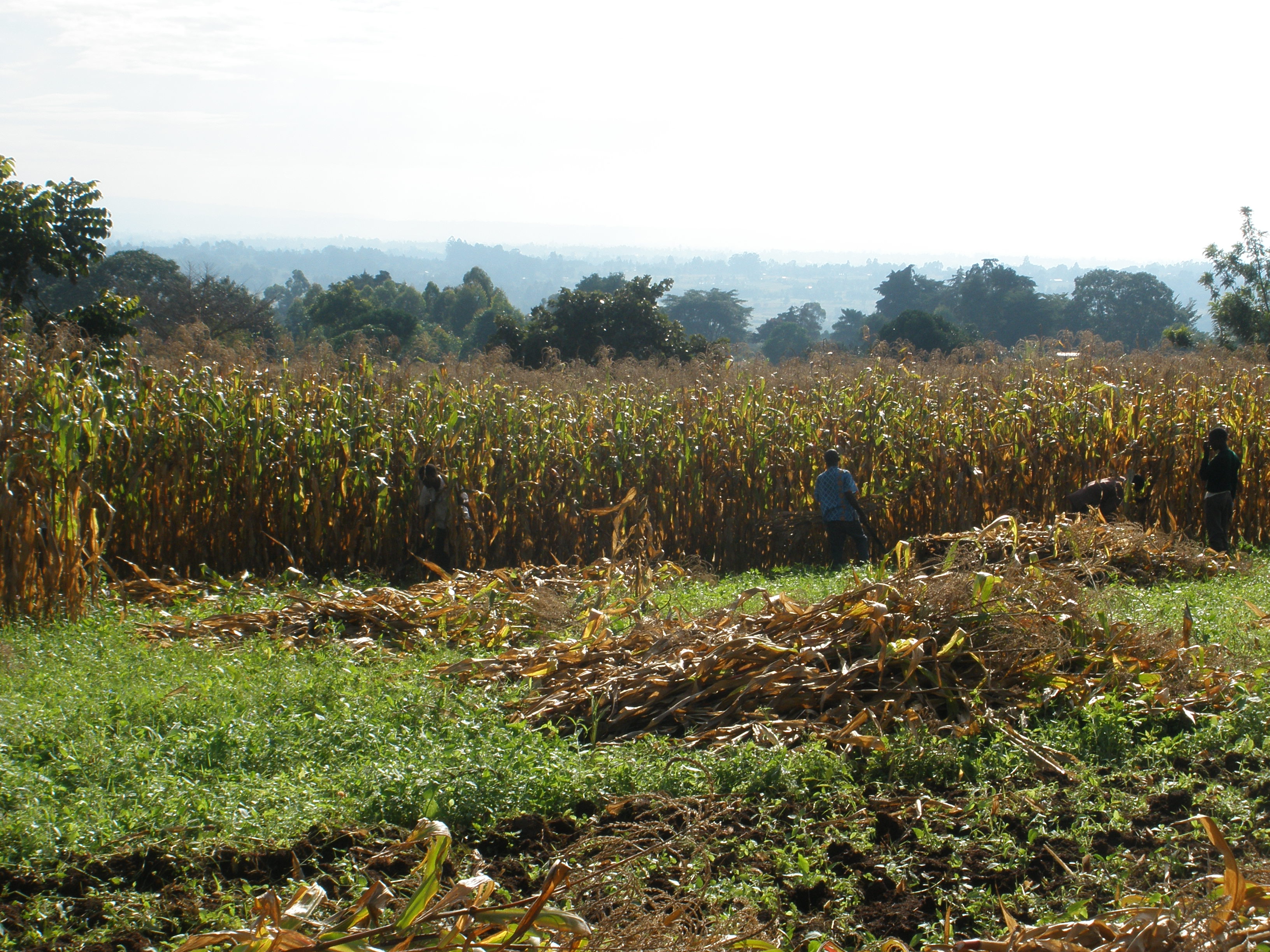 The Biketi family's "miracle harvest" in western Kenya. Image by Roger Thurow. Kenya, 2013. Media file: 469.jpg