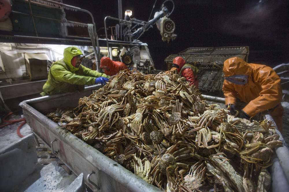 Deckhands aboard the crab boat Arctic Hunter in the Bering Sea off Alaska separate male and female snow crab. Red king crab are highly susceptible to changes in water chemistry, which raises concerns about whether snow crab will be, too. Image by Steve Ringman. Alaska, 2013. Media file: crabs.jpg