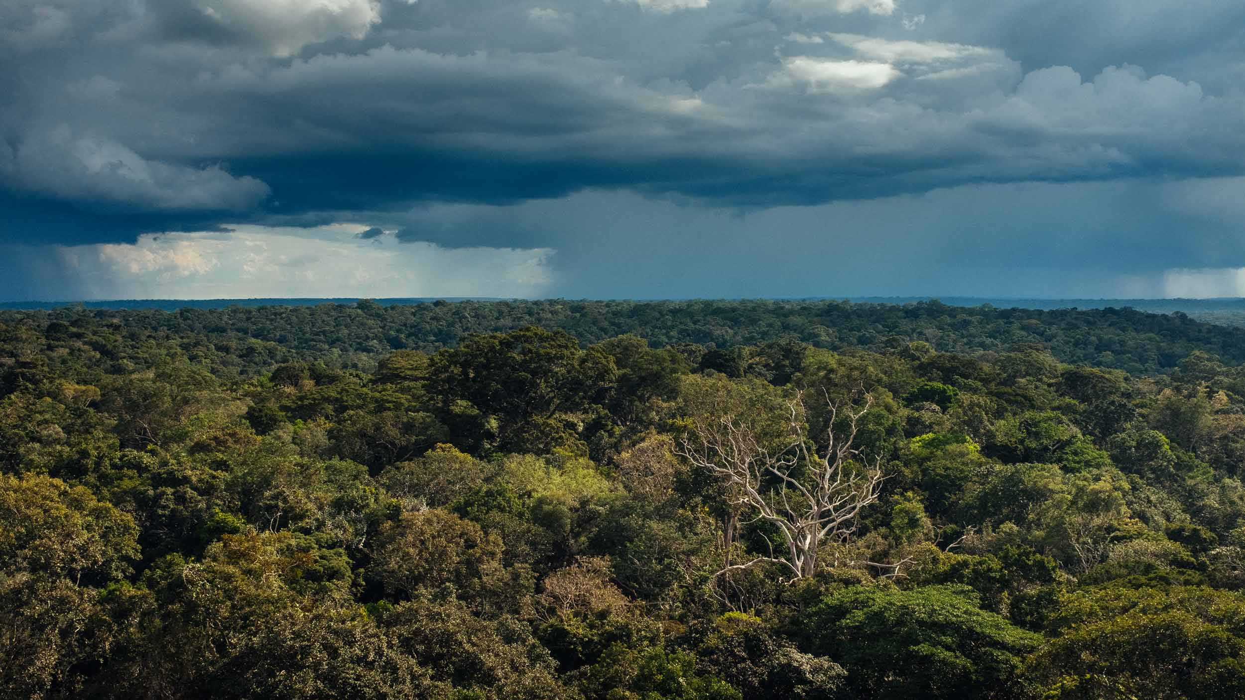 Brazil sets 'worrying' new  deforestation record, Environment News