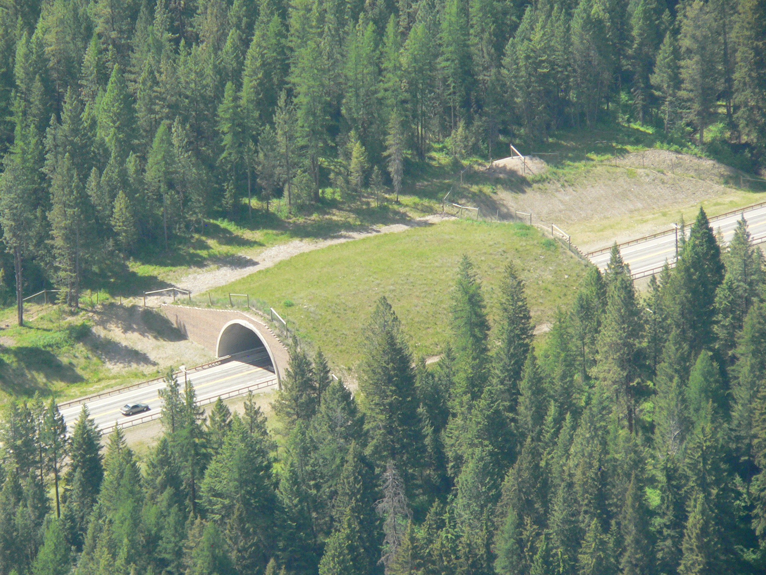 The "animal bridge" on a highway near Missoula, Montana, is part of a larger network of wildlife crossings that have improved road safety in the region. Image by Robert Chaney. United States, 2015.