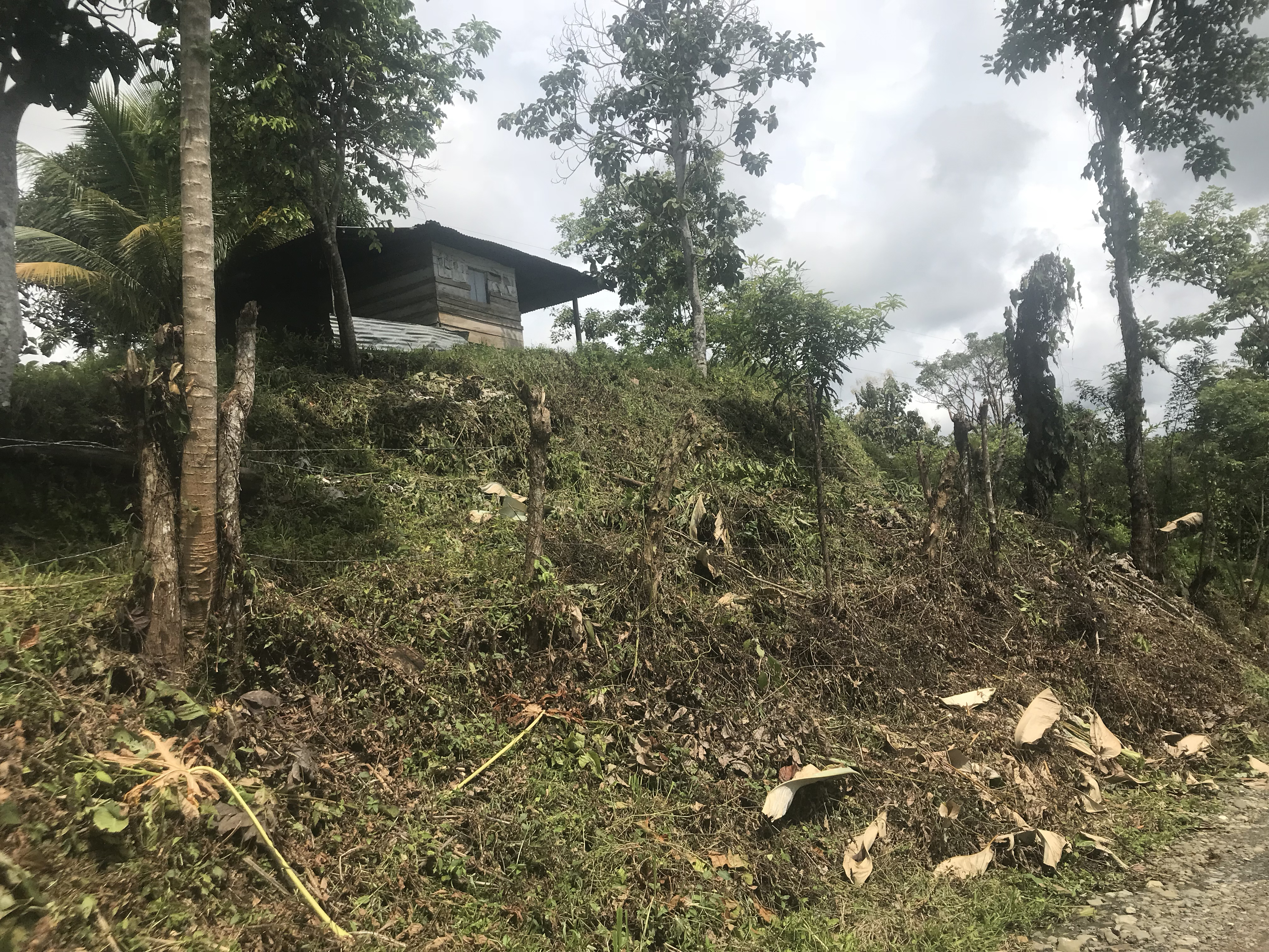 A view of La Gorgonita and El Porvenir, where wild plants have taken over much of the land that was once made arable by peasant farmers who were later displaced by the state. Image by Mariana Palau. Colombia, 2018. A view of La Gorgonita and El Porvenir, where wild plants have taken over much of the land that was once made arable by peasant farmers who were later displaced by the state. Image by Mariana Palau. Colombia, 2018.