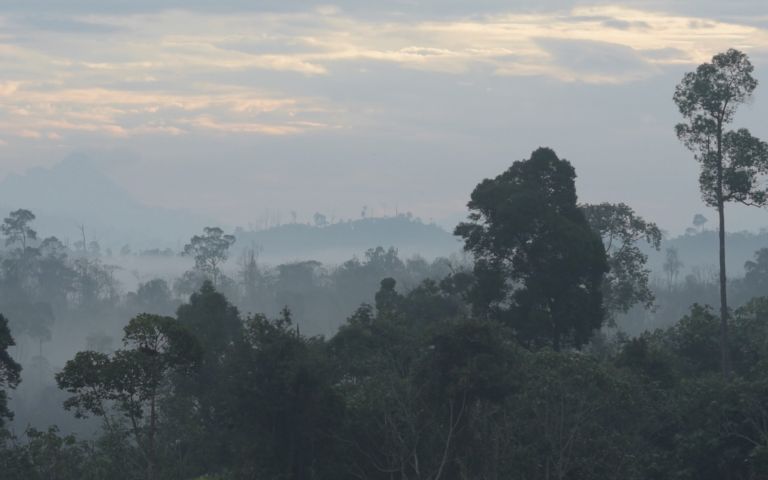 Early morning view of a primary growth forest in East Kalimantan, Borneo. Image by Kent Wagner. Indonesia, 2016. Early morning view of a primary growth forest in East Kalimantan, Borneo. Image by Kent Wagner. Indonesia, 2016.