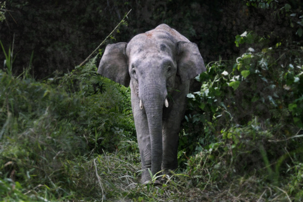 Image by Bazuki Muhammad. Borneo, 2013 Media file: priceofpalmoil.jpg