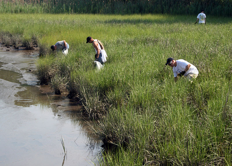 U.S. Navy sailors pick up trash on the shore of the Chesapeake Bay during Clean Up the Bay Day. Image by Craig P. Strawser / U.S. Navy. United States, 2008.