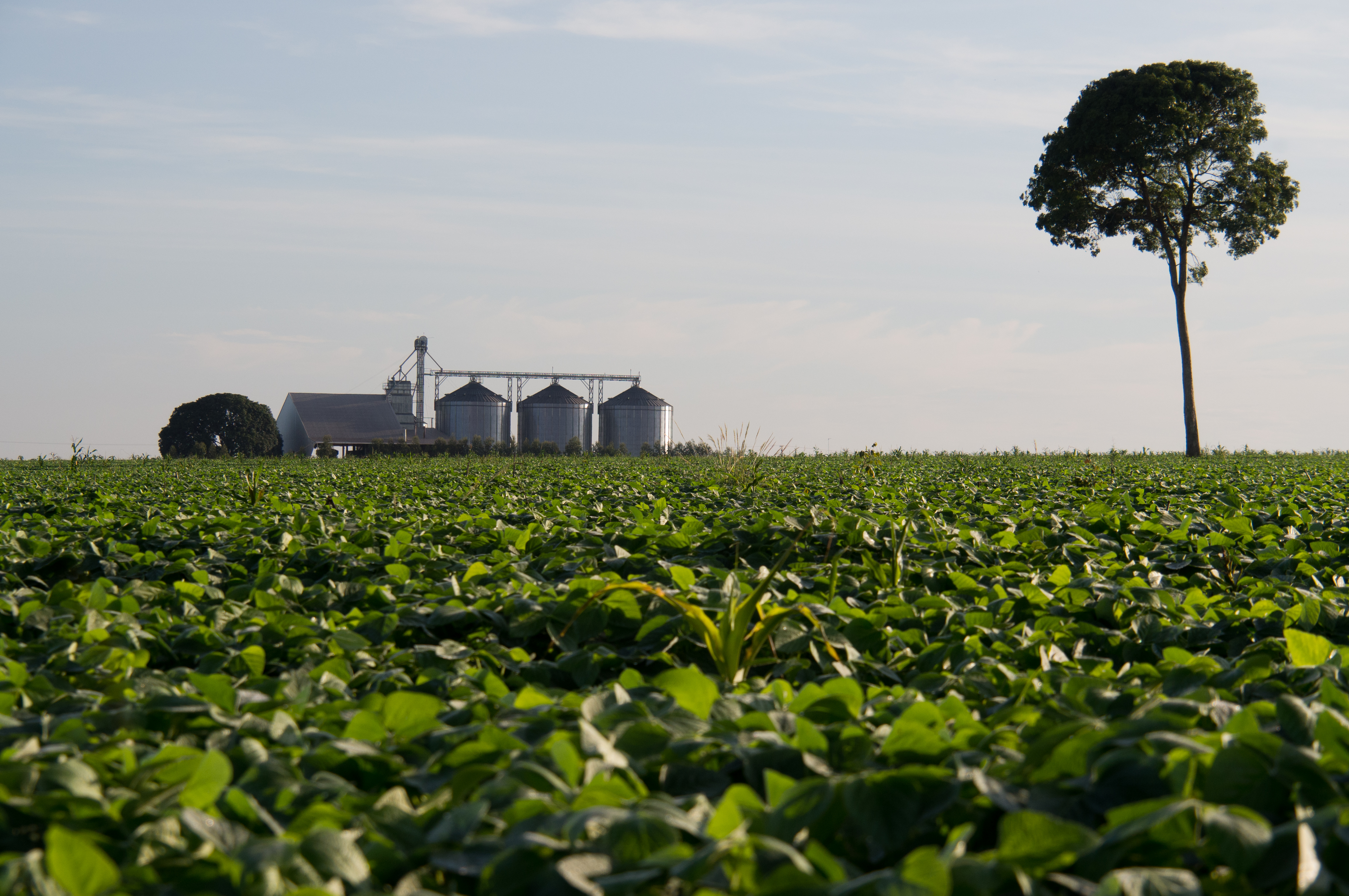Soy fields have replaced Amazon jungle along many stretches of BR-163, a highway that runs from the interior to a tributary of the Amazon River. Brazilian Big Ag would like to see a railway, called the Ferrogrão, constructed along the same path to increase food exports to the world. Image by Heriberto Araújo. Brazil, 2019. Soy fields have replaced Amazon jungle along many stretches of BR-163, a highway that runs from the interior to a tributary of the Amazon River. Brazilian Big Ag would like to see a railway, called the Ferrogrão, constructed along the same path to increase food exports to the world. Image by Heriberto Araújo. Brazil, 2019.