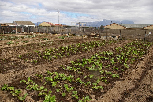 Vegetable gardens like this one near Cape Town have the potential to provide food security to residents, but the plan faces obstacles. Image by Potjie, Flickr. South Africa, 2009.