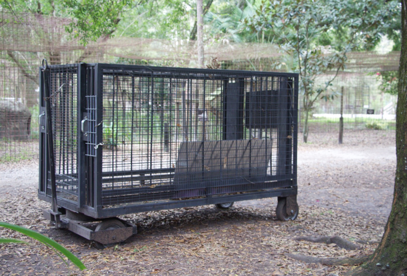 Caged animals. External Cages/Enclosures.