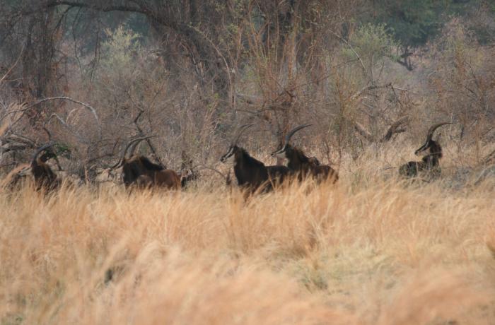 Image by Tony Eprile. Zimbabwe, 2014. Media file: animal_tracking.jpg